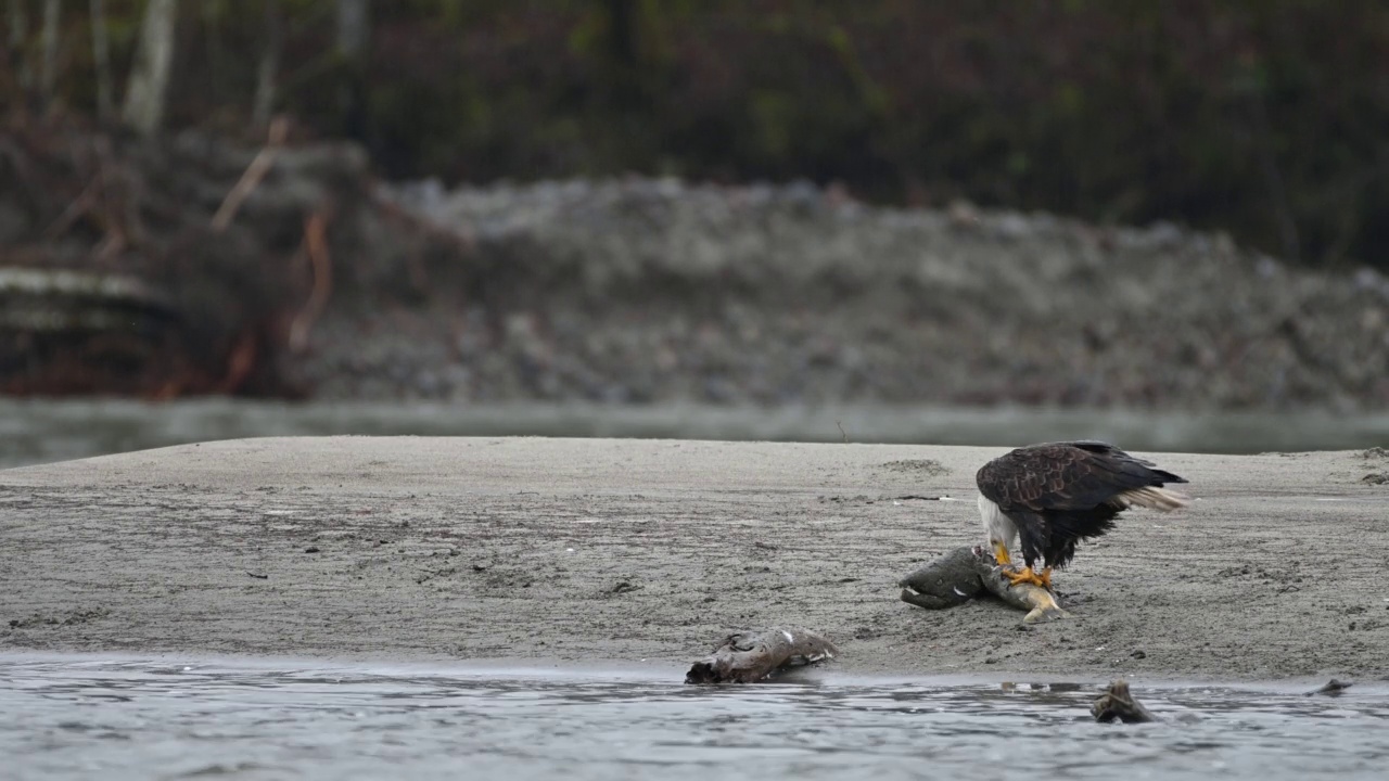 在不列颠哥伦比亚省弗雷泽山谷，秃头鹰(Haliaeetus leucocephalus)在成功捕获鲑鱼后吃鱼视频下载