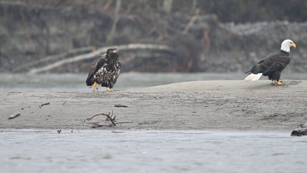 秃鹰(Haliaeetus leucocephalus)在不列颠哥伦比亚省弗雷泽山谷视频下载