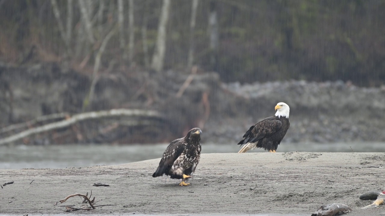 秃鹰(Haliaeetus leucocephalus)在不列颠哥伦比亚省弗雷泽山谷视频下载