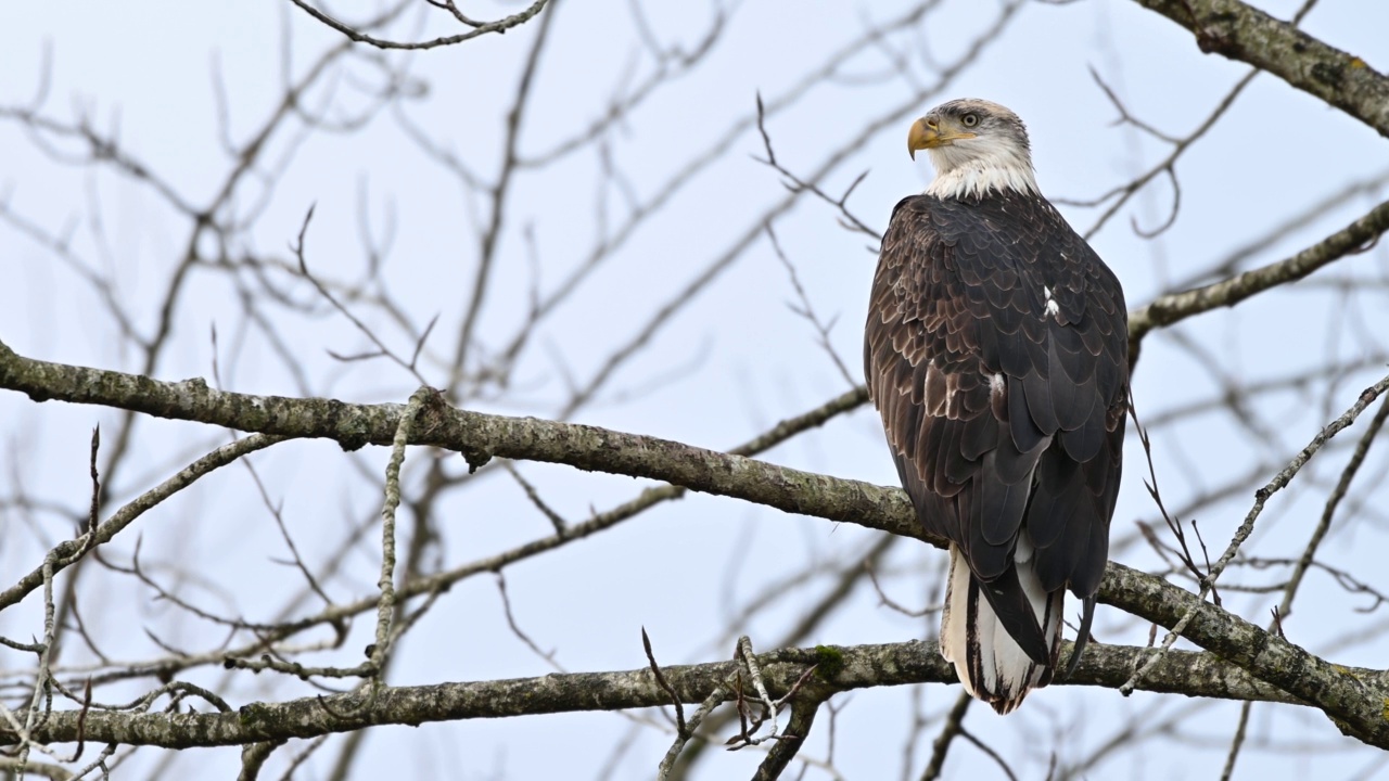 在不列颠哥伦比亚省的弗雷泽山谷，秃鹰(Haliaeetus leucocephalus)坐在树上休息，准备下一次狩猎鲑鱼视频下载