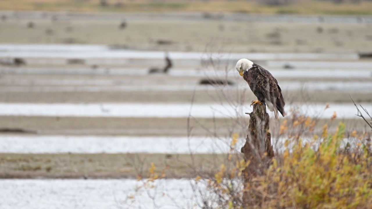 在不列颠哥伦比亚省的弗雷泽山谷，秃鹰(Haliaeetus leucocephalus)坐在树上休息，准备下一次狩猎鲑鱼视频下载