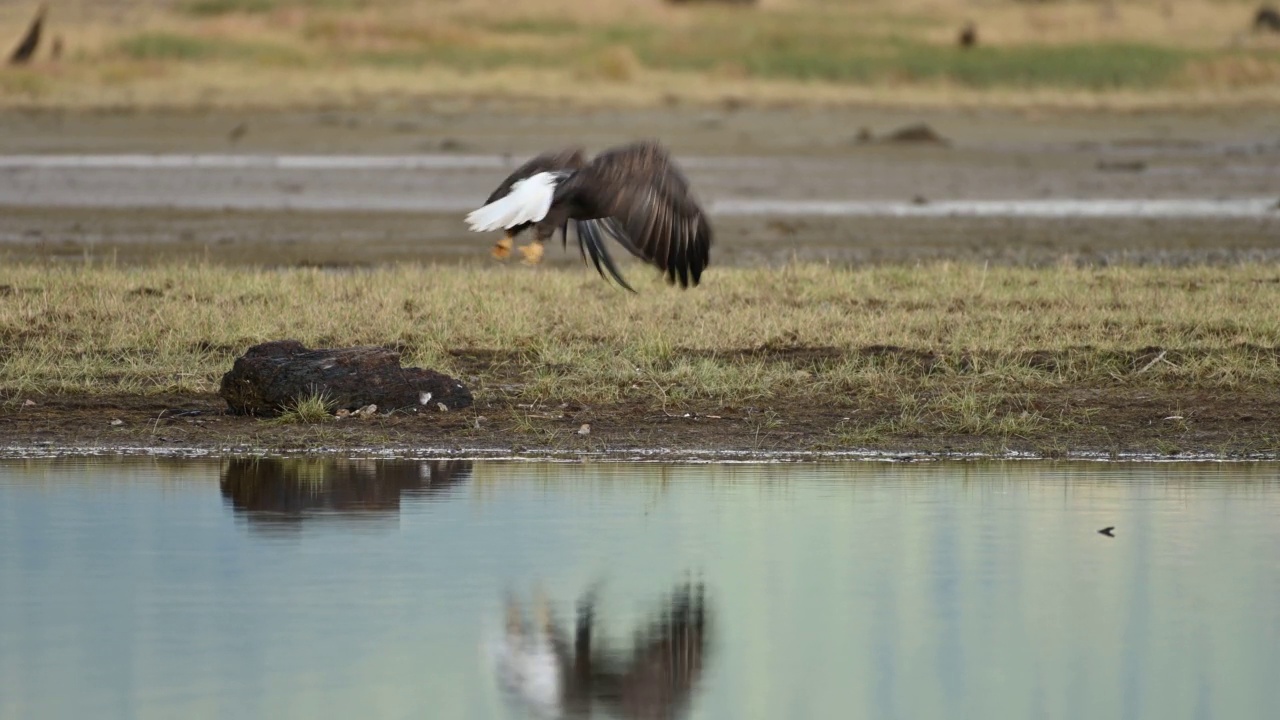 秃鹰(Haliaeetus leucocephalus)在不列颠哥伦比亚省弗雷泽山谷视频下载