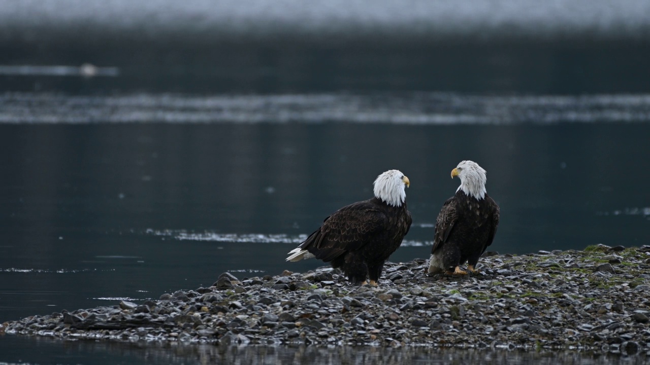 秃鹰(Haliaeetus leucocephalus)在不列颠哥伦比亚省弗雷泽山谷视频下载