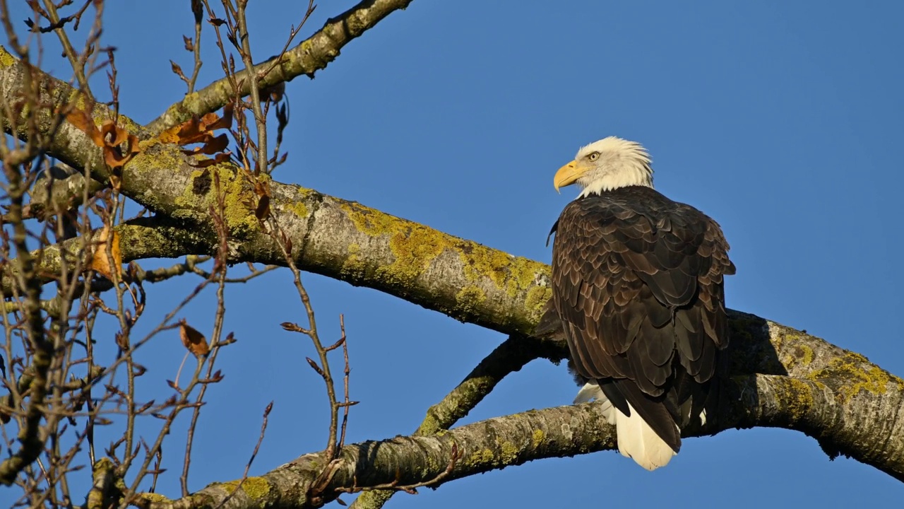 在不列颠哥伦比亚省的弗雷泽山谷，秃鹰(Haliaeetus leucocephalus)坐在树上休息，准备下一次狩猎鲑鱼视频下载