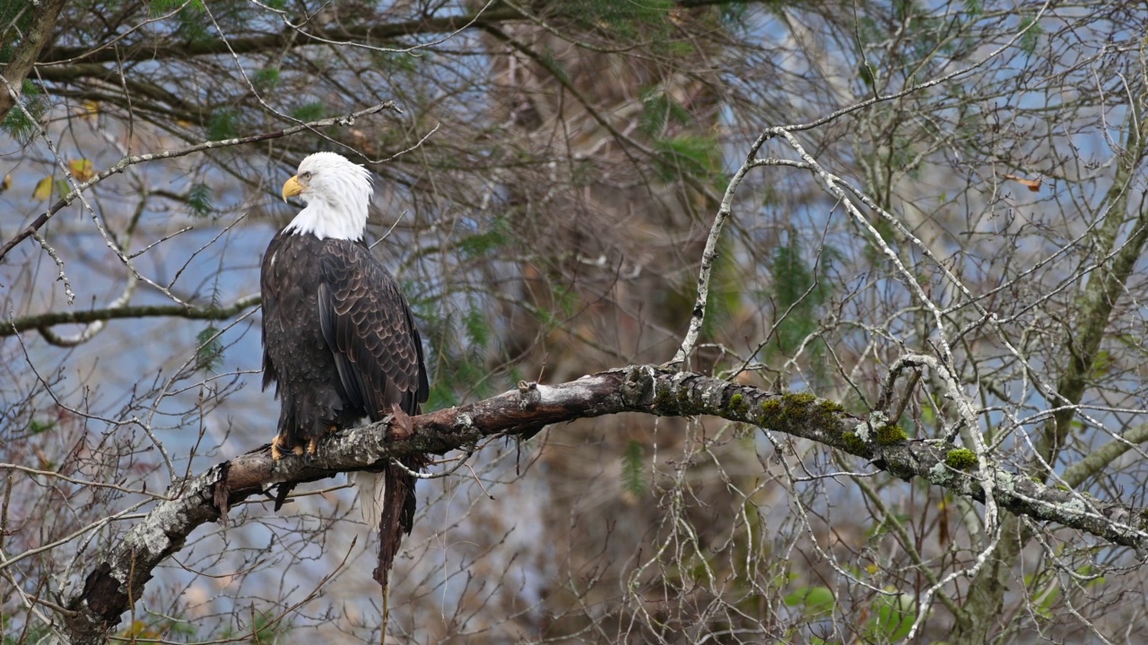 在不列颠哥伦比亚省的弗雷泽山谷，秃鹰(Haliaeetus leucocephalus)坐在树上休息，准备下一次狩猎鲑鱼视频下载