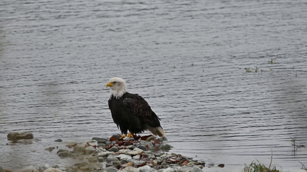 在不列颠哥伦比亚省弗雷泽山谷，秃头鹰(Haliaeetus leucocephalus)在成功捕获鲑鱼后吃鱼视频下载