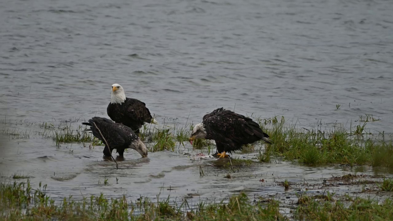 在不列颠哥伦比亚省弗雷泽山谷，秃头鹰(Haliaeetus leucocephalus)在成功捕获鲑鱼后吃鱼视频下载