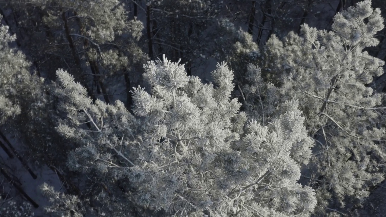 4K无级，d-log美丽的雪白色森林在冬天的霜天。鸟瞰飞行在惊人的松树林。景观。公园森林的风景。冬季霜冻树林的自然景观。白雪皑皑的针叶林视频素材