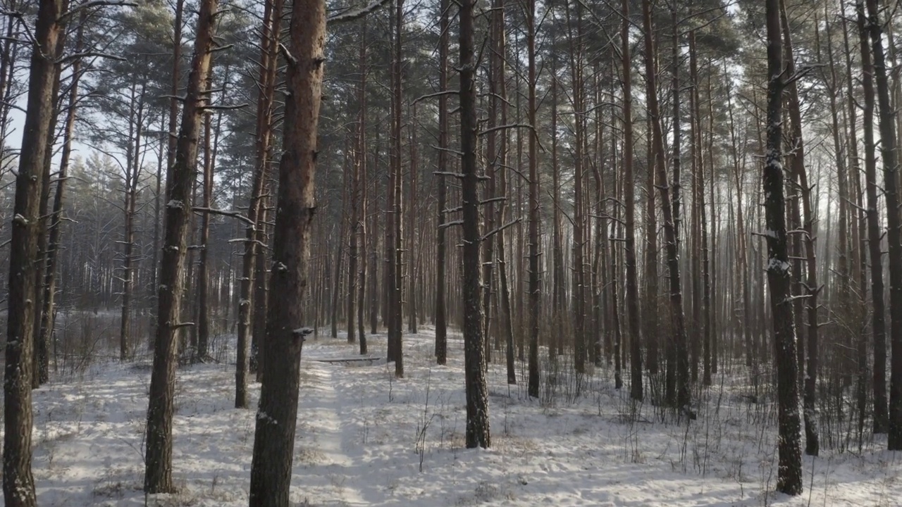 4K无级，d-log无人机飞行穿过松树针叶林雪白的森林在冬天的霜天。风景优美的公园森林景观。冬季霜冻树林的自然景观。白雪皑皑的针叶林。路,走视频素材