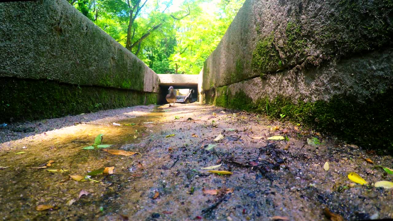 鸳鸯(Aix galericulata)家族在水道上行走/首尔，韩国视频素材