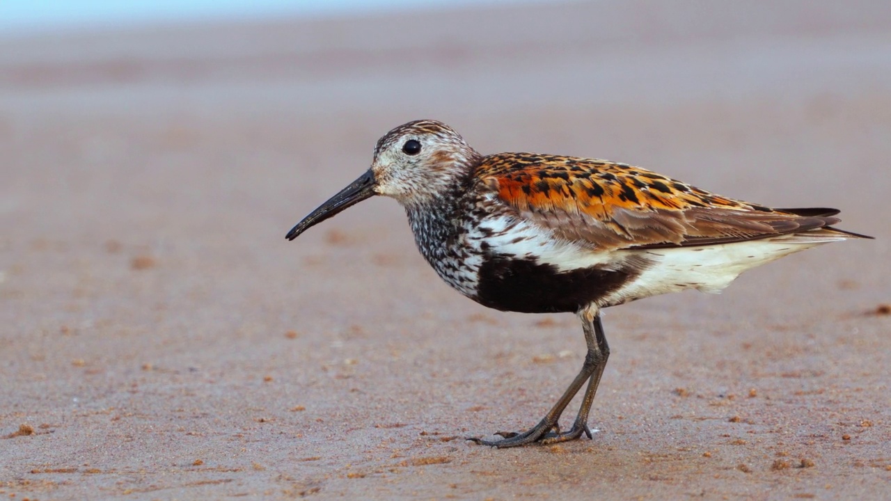 大腹滨鹬(Calidris alpina)漫步在沙滩上，寻找食物并在一个阳光明媚的夏日早晨享用。视频素材