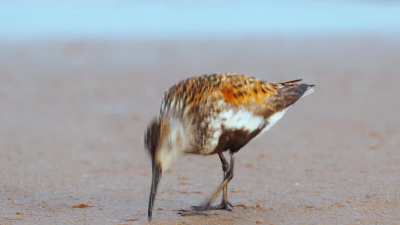 大腹滨鹬(Calidris alpina)漫步在沙滩上，寻找食物并在一个阳光明媚的夏日早晨享用。视频素材