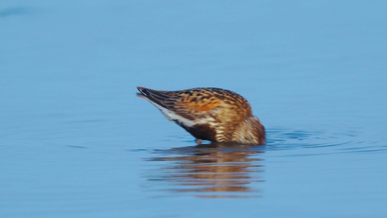 大腹滨鹬(Calidris alpina)在一个阳光明媚的夏日早晨在浅水中漫步，寻找食物并吃掉它。视频素材