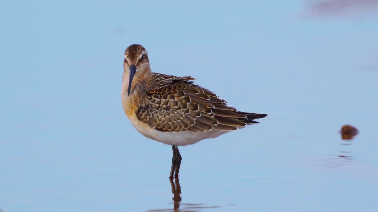 在一个阳光明媚的夏日早晨，小红腹滨鹬(Calidris alpina)站在浅水中清洗羽毛。视频素材