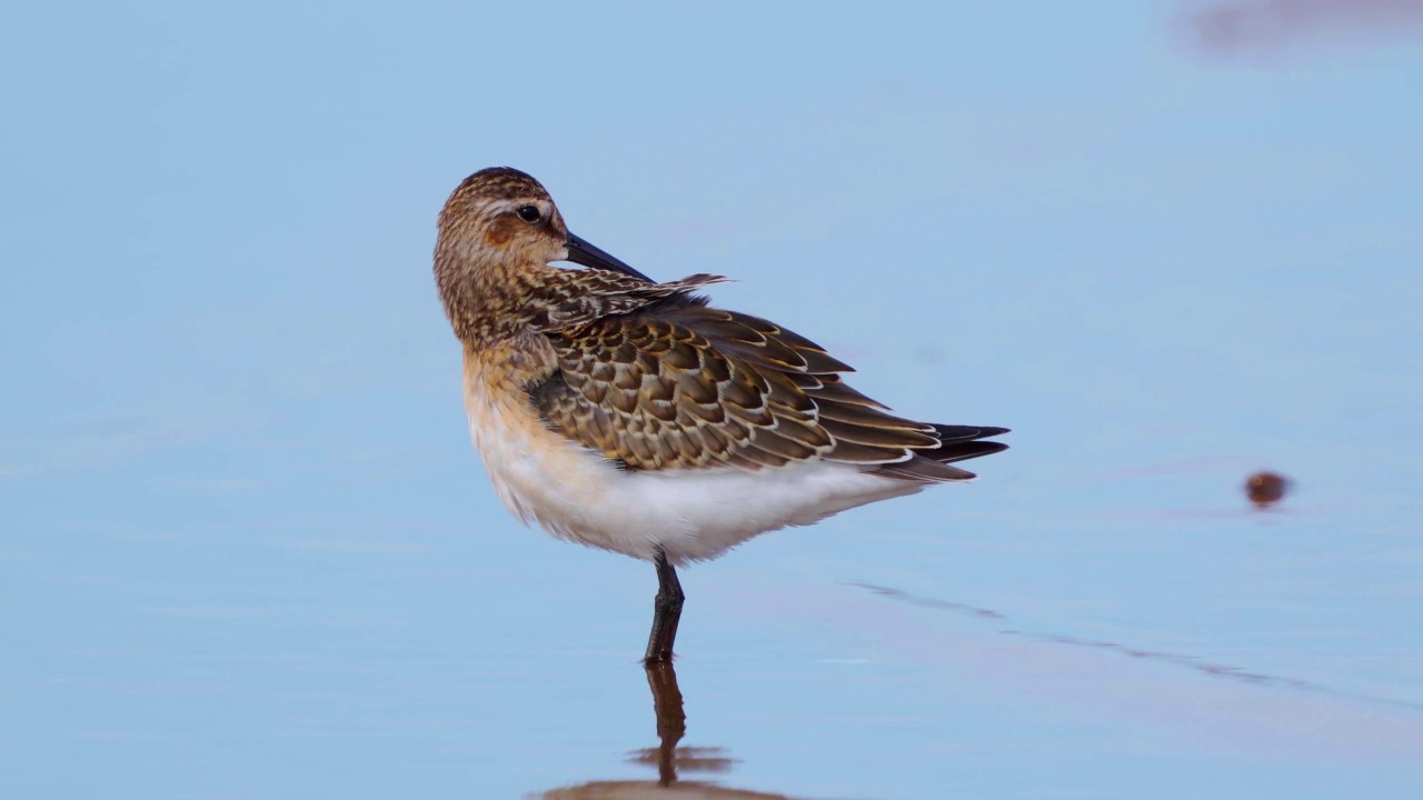 在一个阳光明媚的夏日早晨，小红腹滨鹬(Calidris alpina)站在浅水区，清洗羽毛，挠头。视频素材