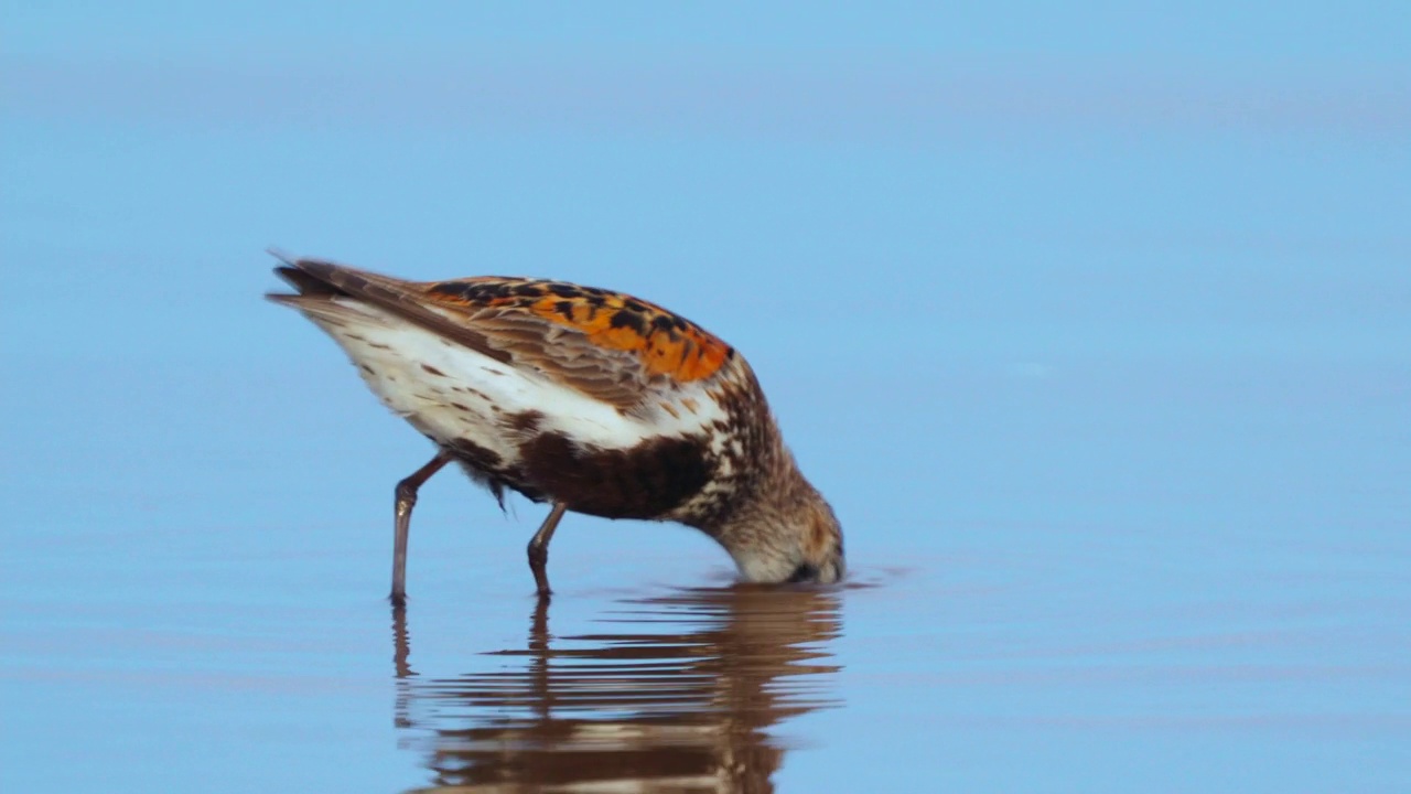 大腹滨鹬(Calidris alpina)在一个阳光明媚的夏日早晨在浅水中漫步，寻找食物并吃掉它。视频素材