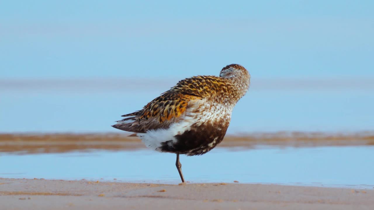 在一个阳光明媚的夏日早晨，大腹滨鹬(Calidris alpina)单腿站在浅水中清洁羽毛。视频素材