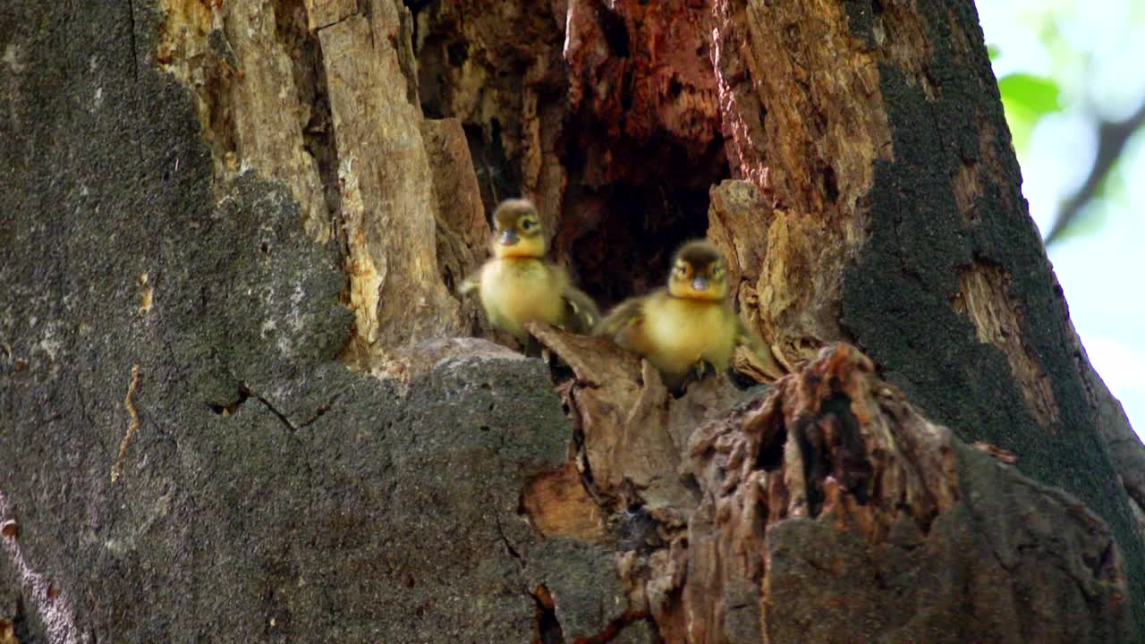 幼鸳鸯(Aix galericulata)出来在树上/首尔，韩国视频素材