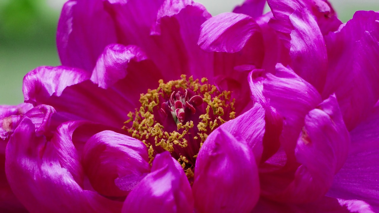 牡丹一种盛开的牡丹(牡丹花)，花瓣深粉色视频素材