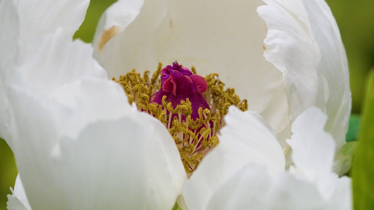 牡丹花一种盛开的牡丹(牡丹花)，花瓣白色，雄蕊黄色视频素材