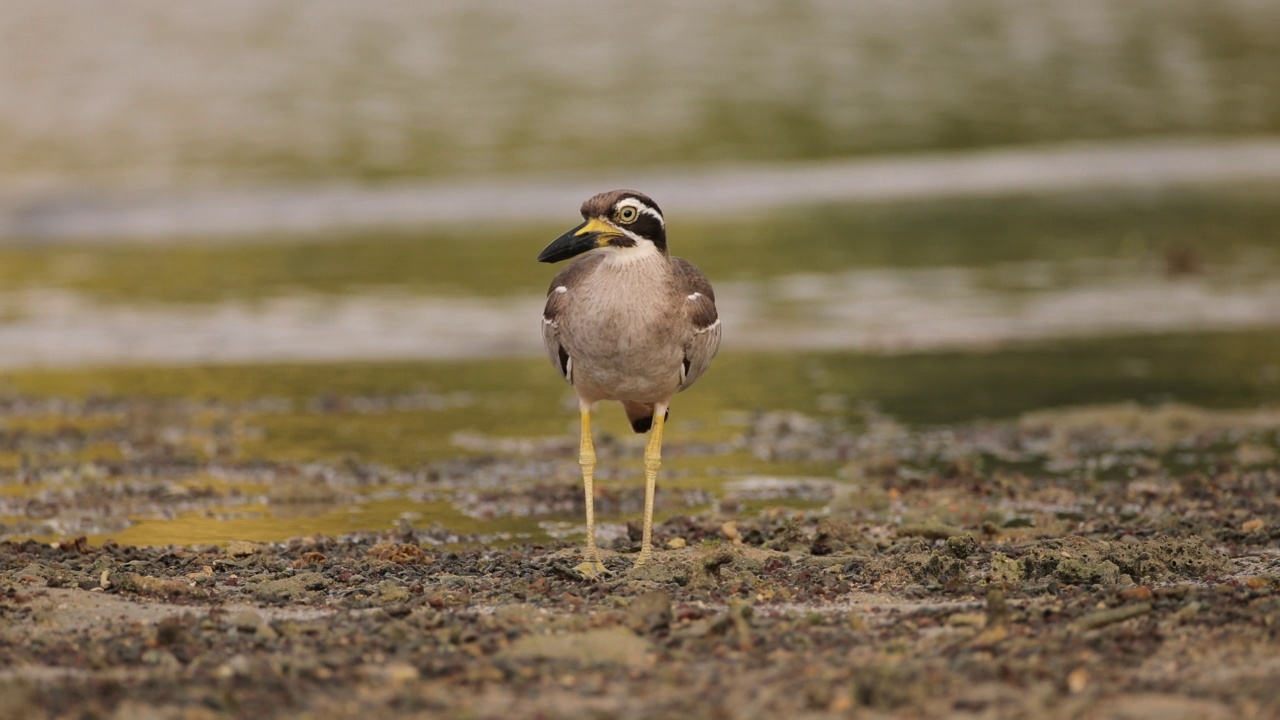 粗膝鸟:成年海滩粗膝鸟又称海滩石鹬(Esacus magnirostris)。视频素材