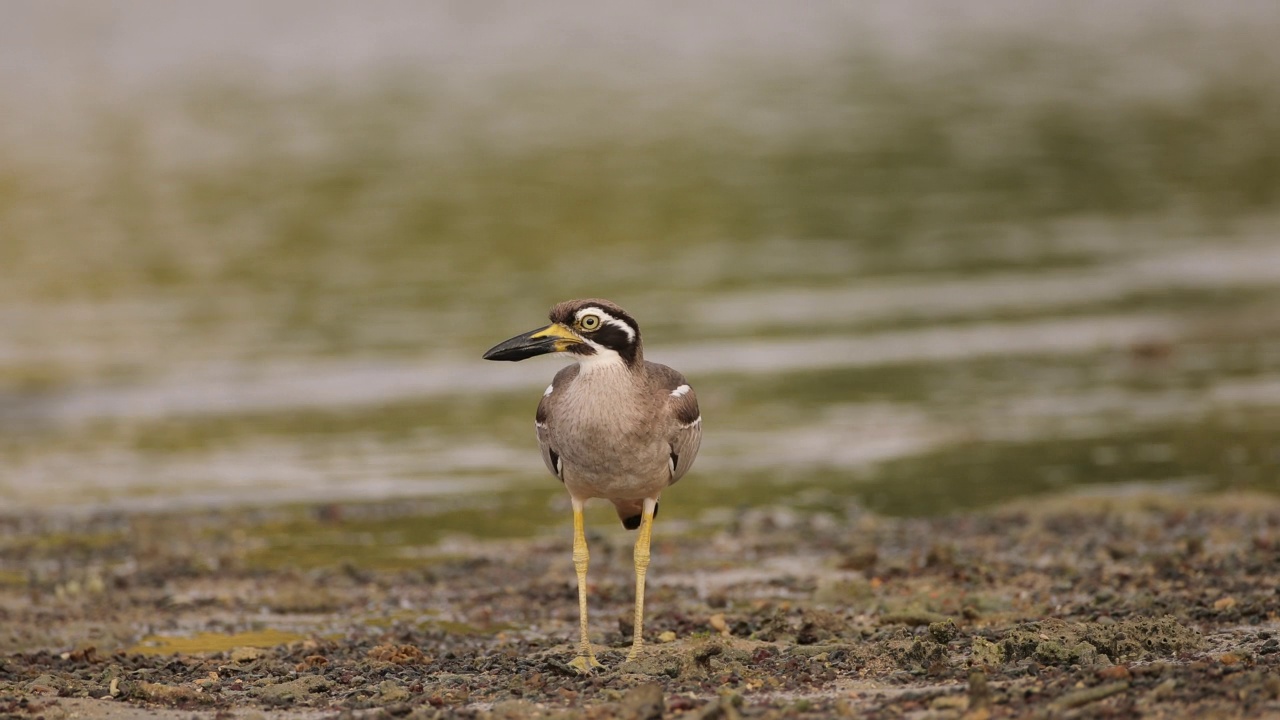 粗膝鸟:成年海滩粗膝鸟又称海滩石鹬(Esacus magnirostris)。视频素材