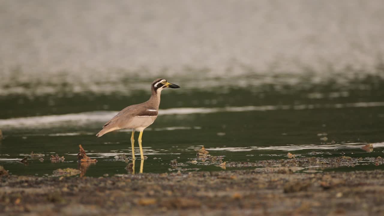 粗膝鸟:成年海滩粗膝鸟又称海滩石鹬(Esacus magnirostris)。视频素材