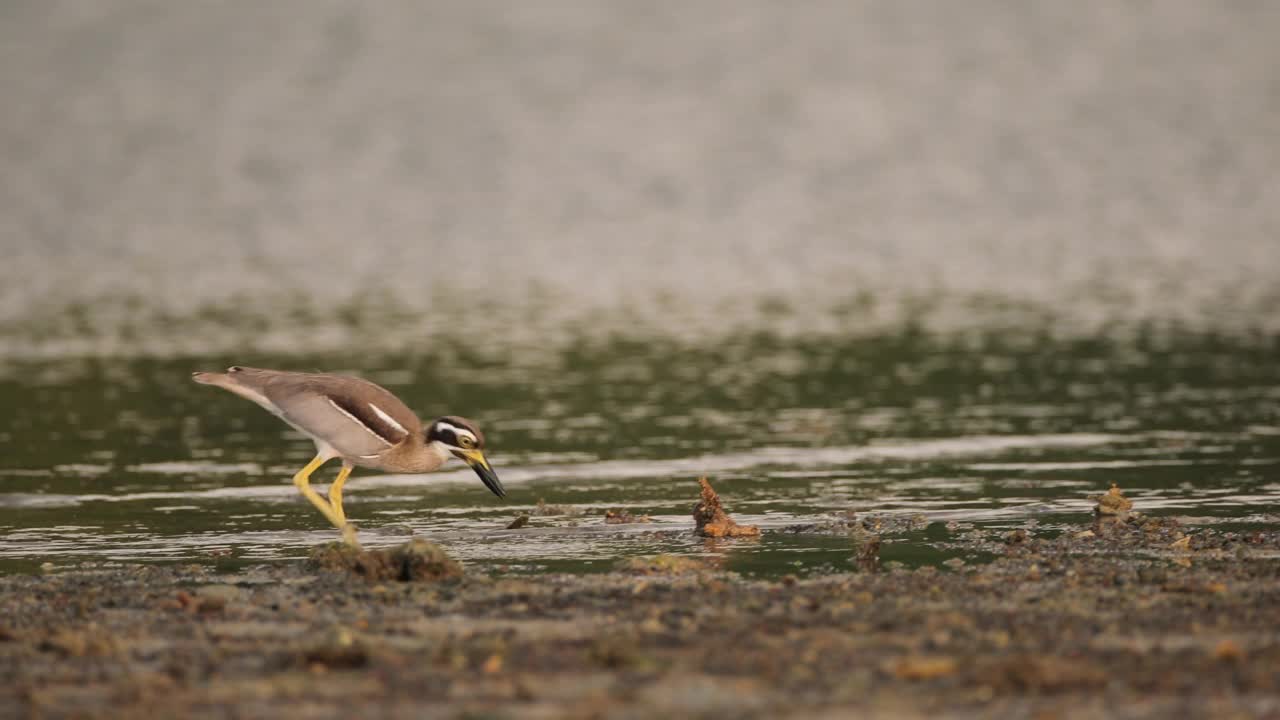 粗膝鸟:成年海滩粗膝鸟又称海滩石鹬(Esacus magnirostris)。视频素材