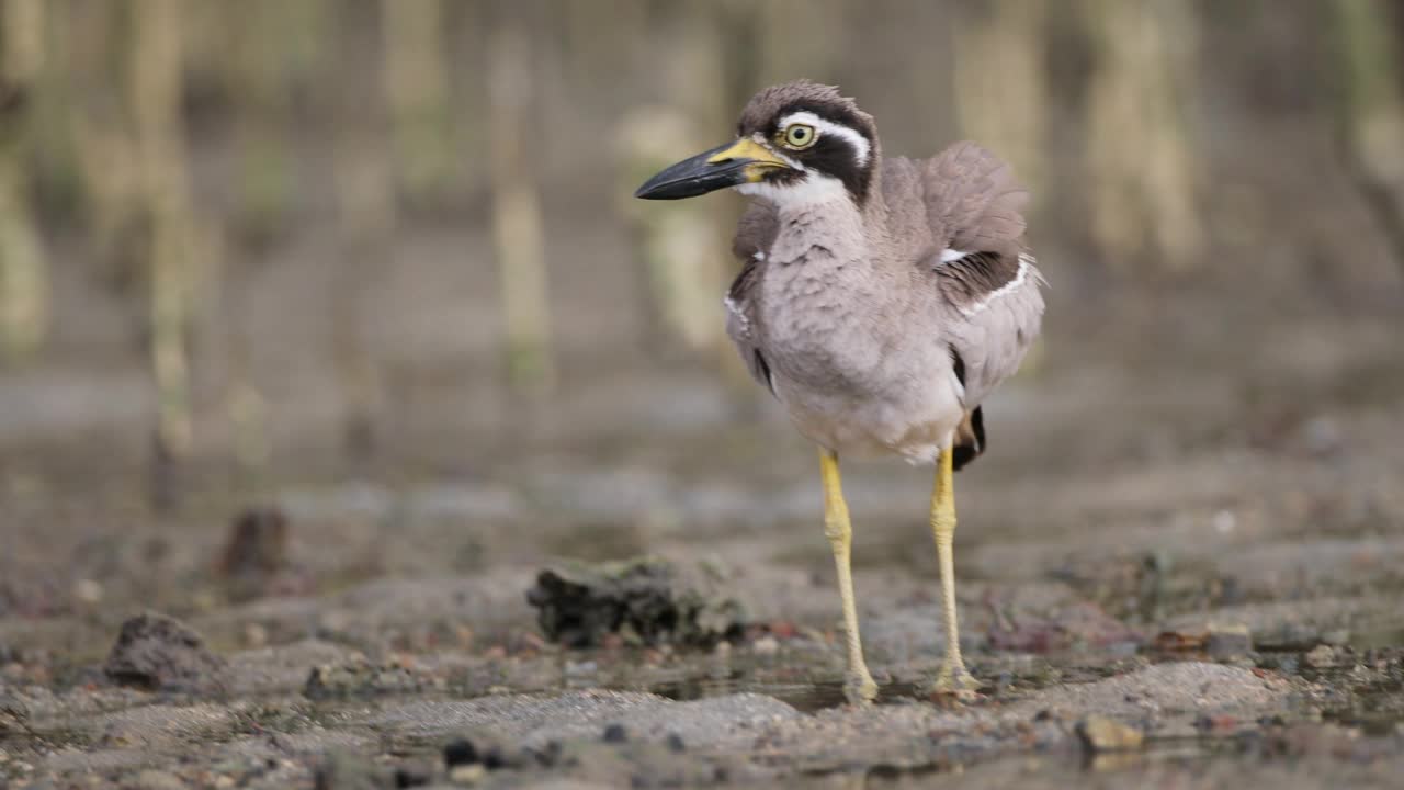 粗膝鸟:成年海滩粗膝鸟又称海滩石鹬(Esacus magnirostris)。视频素材