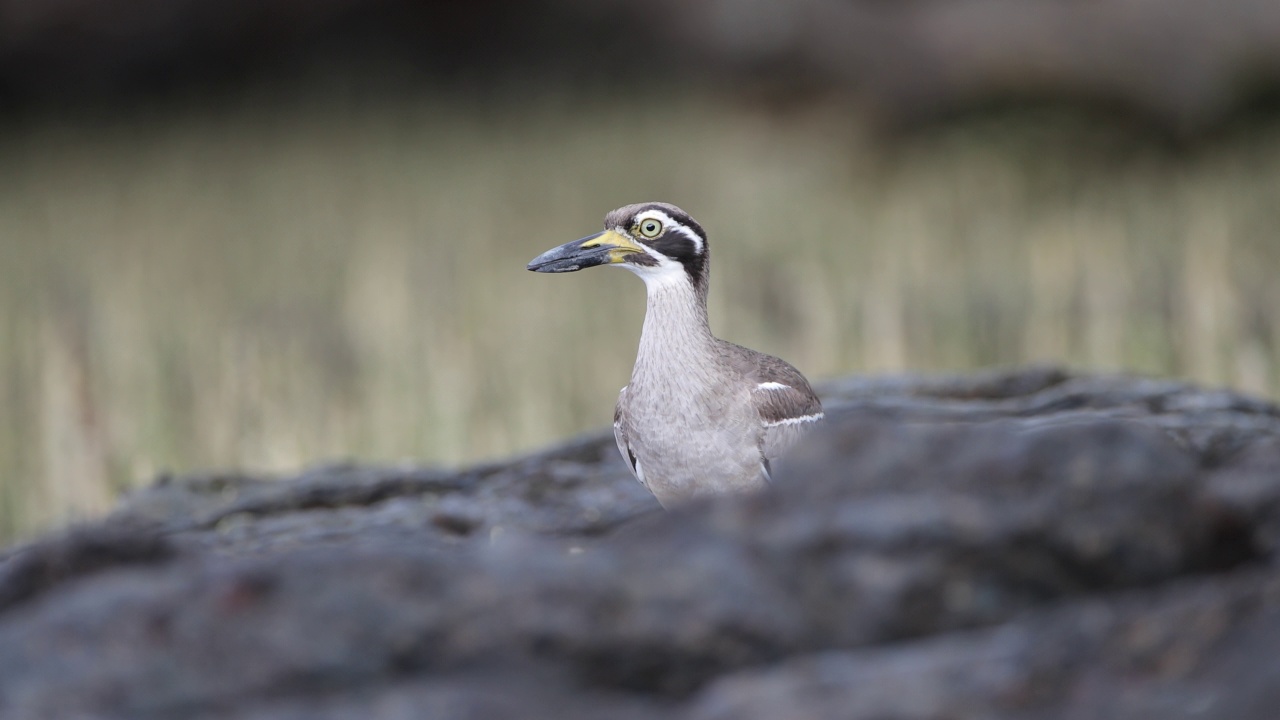 粗膝鸟:成年海滩粗膝鸟又称海滩石鹬(Esacus magnirostris)。视频素材