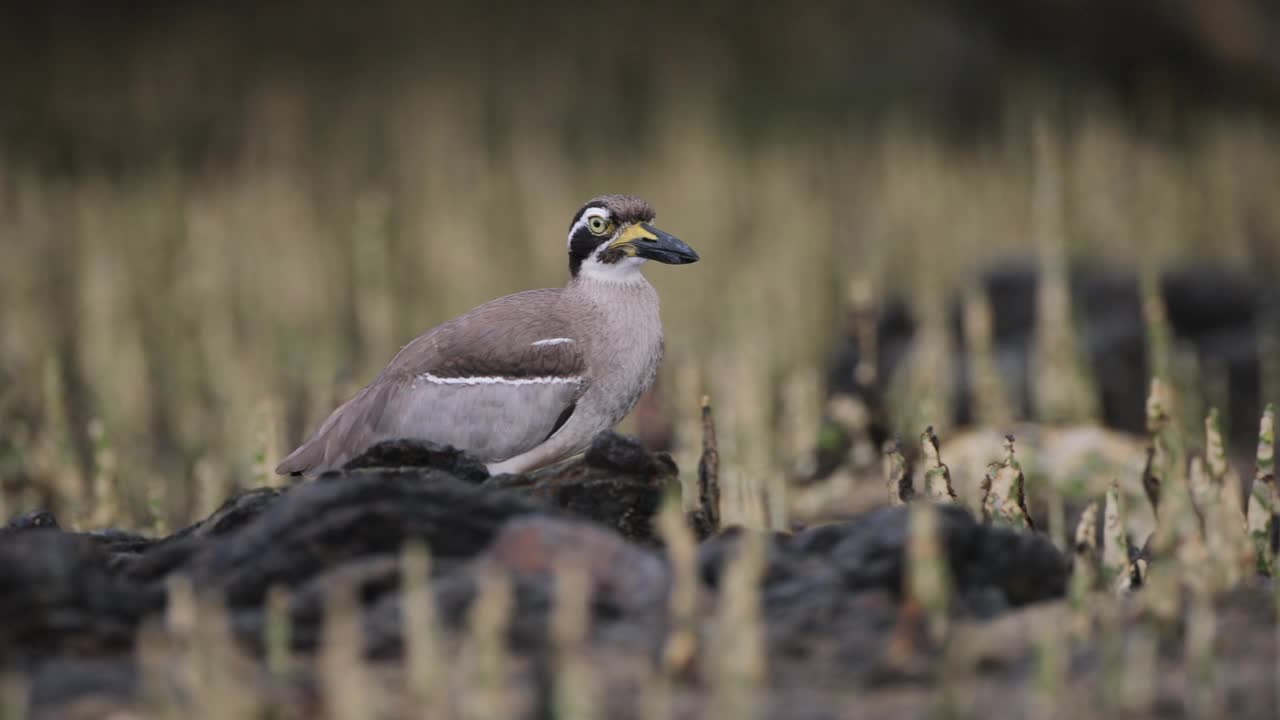 粗膝鸟:成年海滩粗膝鸟又称海滩石鹬(Esacus magnirostris)。视频素材