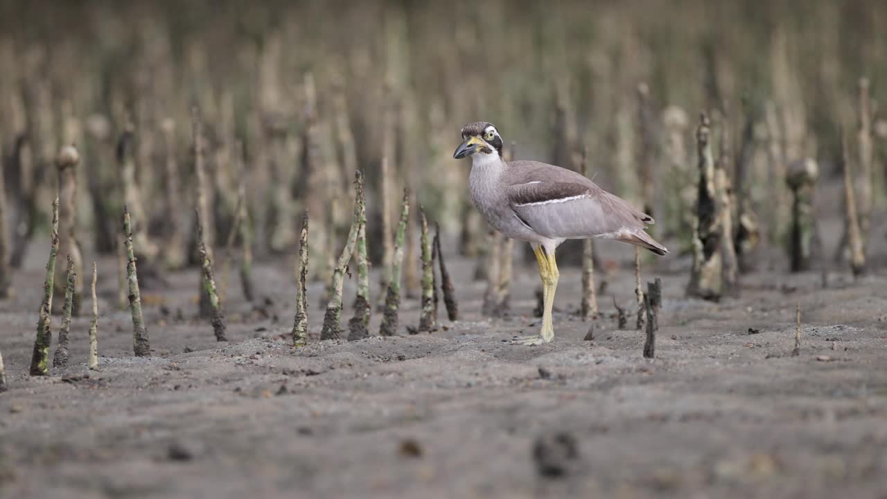 粗膝鸟:成年海滩粗膝鸟又称海滩石鹬(Esacus magnirostris)。视频素材