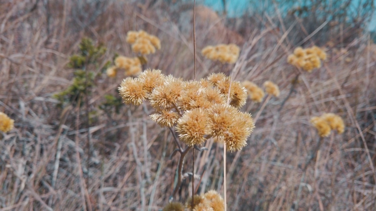 黄色的花朵在草地上视频素材