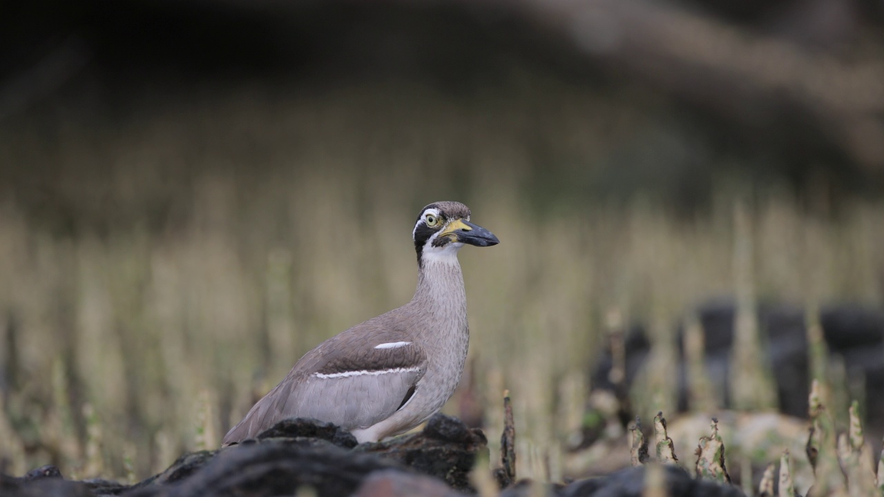 粗膝鸟:成年海滩粗膝鸟又称海滩石鹬(Esacus magnirostris)。视频素材