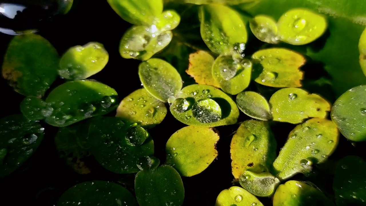 池塘的水滴被困在亚马逊河狸植物的叶子上视频素材