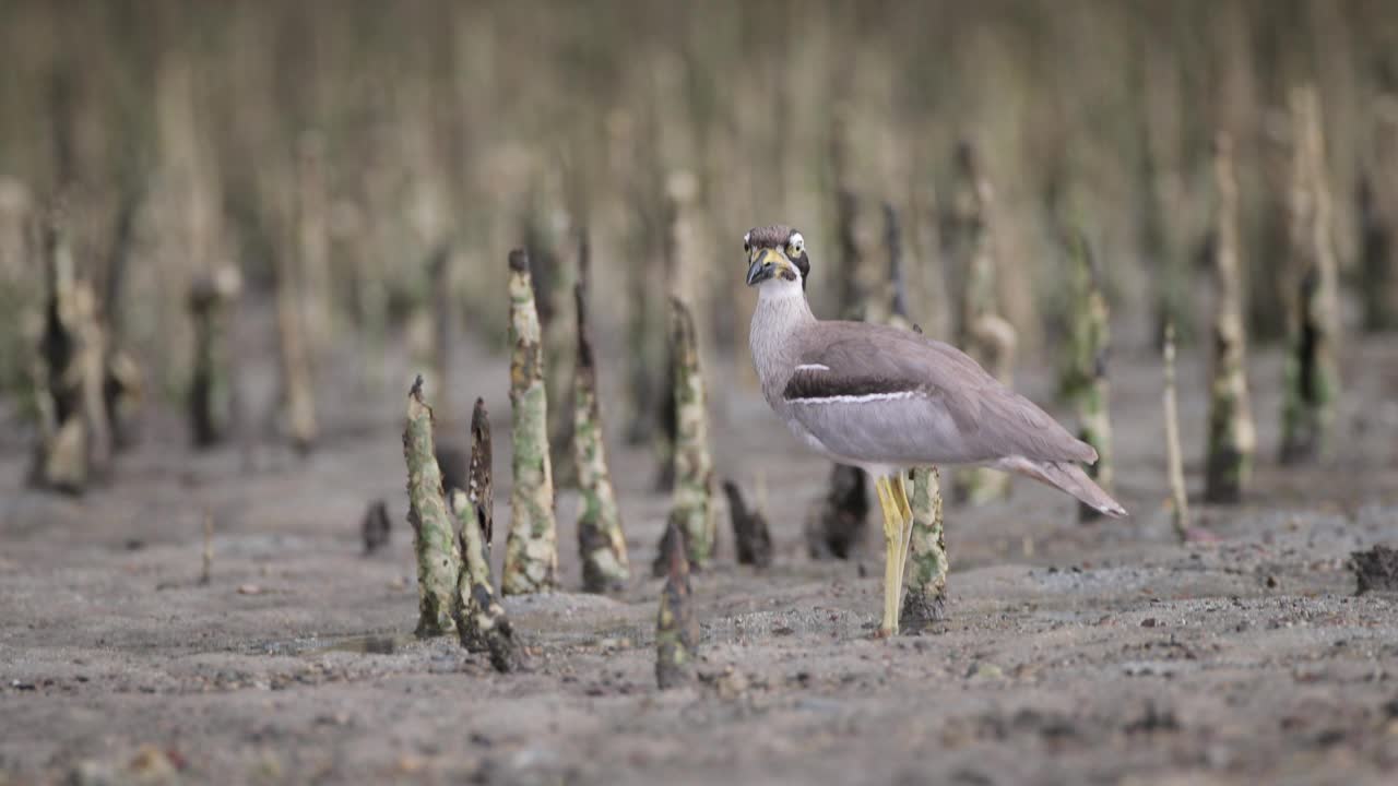 厚膝鸟:成年海滩厚膝鸟也被称为海滩石鸻(Esacus magnirostris)。视频素材