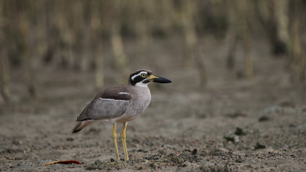 厚膝鸟:成年海滩厚膝鸟也被称为海滩石鸻(Esacus magnirostris)。视频素材