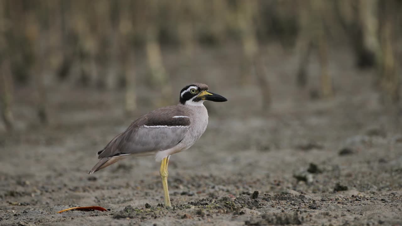 厚膝鸟:成年海滩厚膝鸟也被称为海滩石鸻(Esacus magnirostris)。视频素材