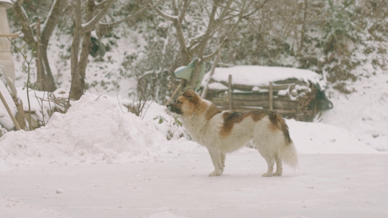 狗在雪地视频素材