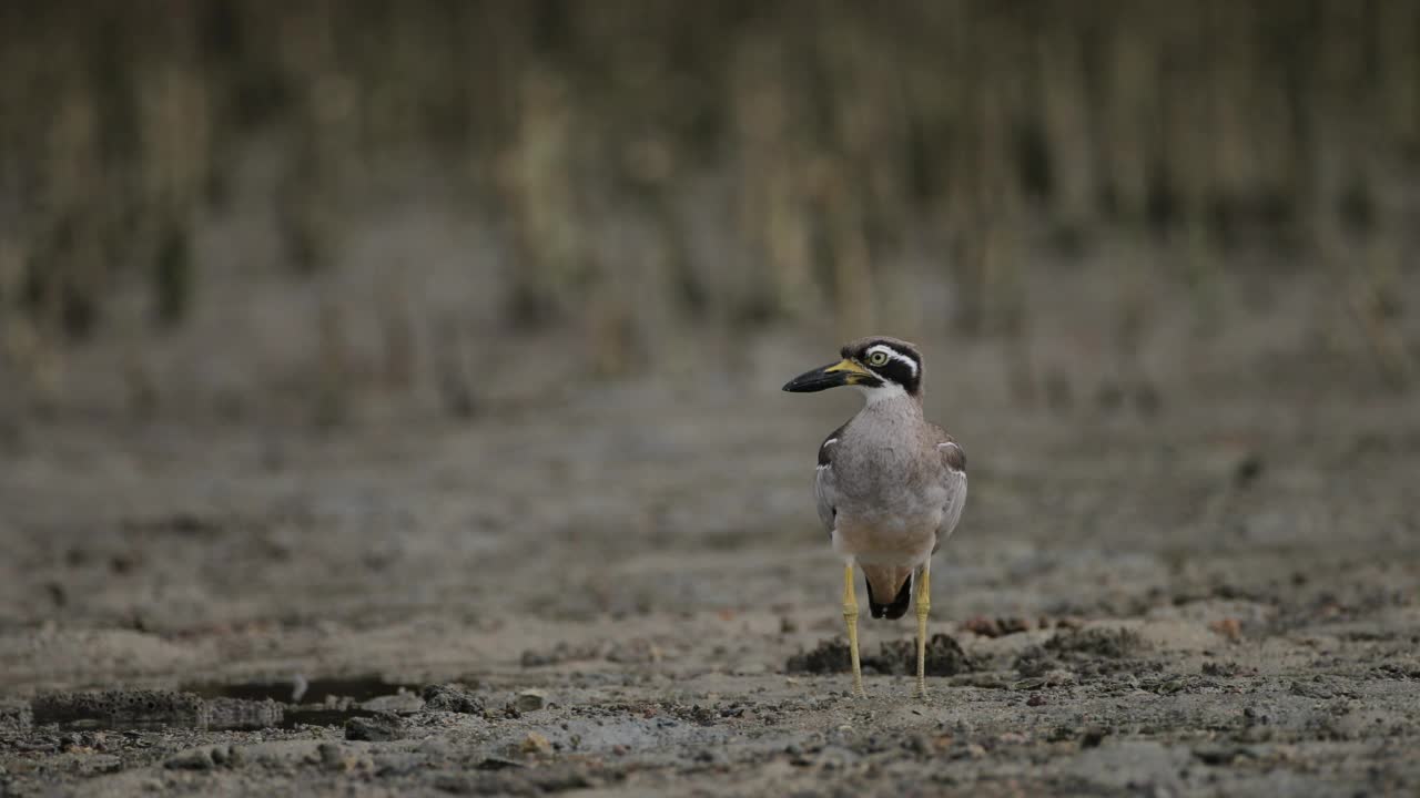 厚膝鸟:成年海滩厚膝鸟也被称为海滩石鸻(Esacus magnirostris)。视频素材