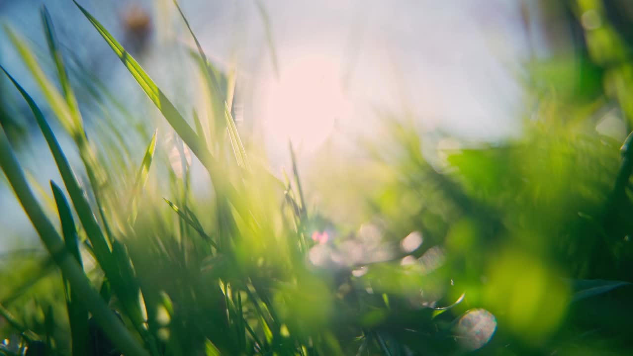 蓝色的天空和明亮的太阳下明亮的草的特写。视频素材