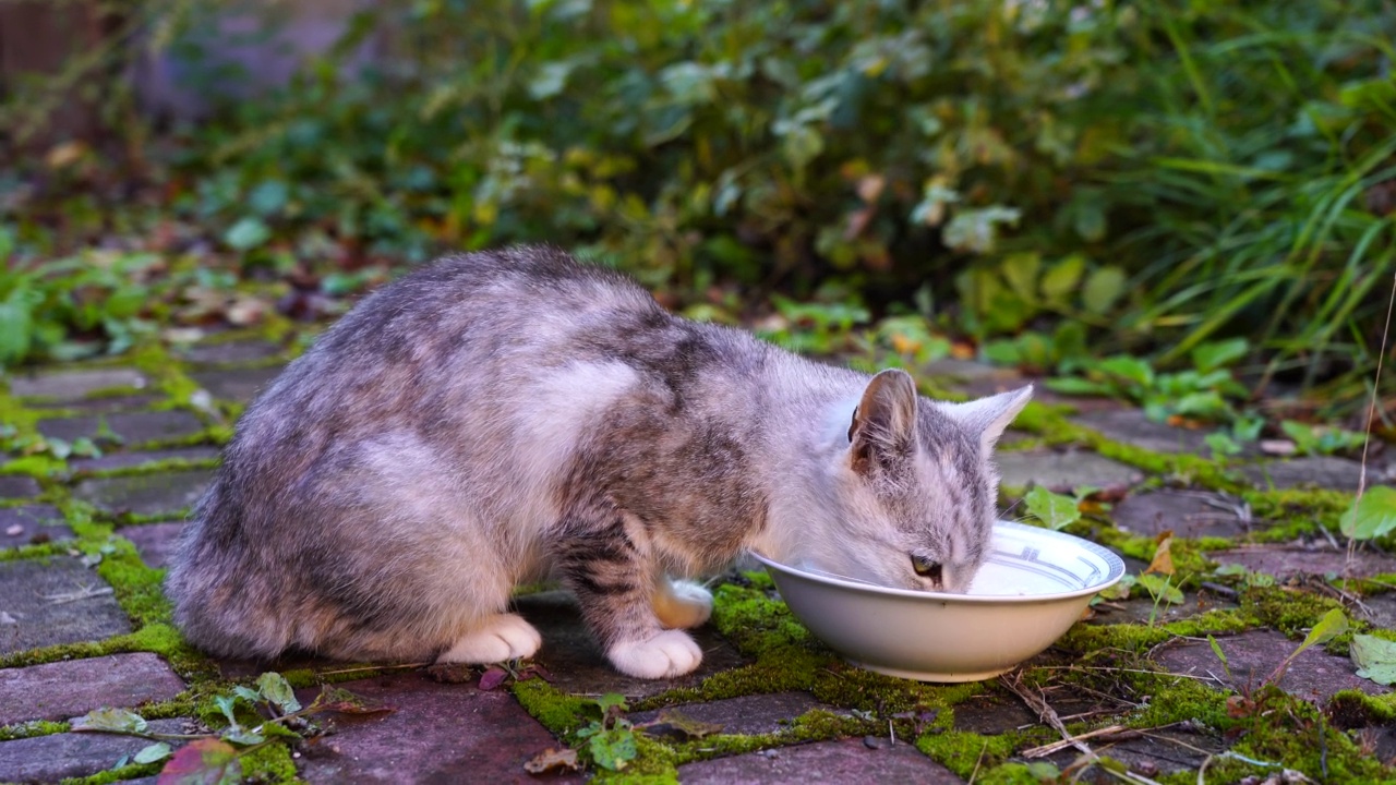 饥饿的灰猫吃着院子里盘子里的食物视频素材