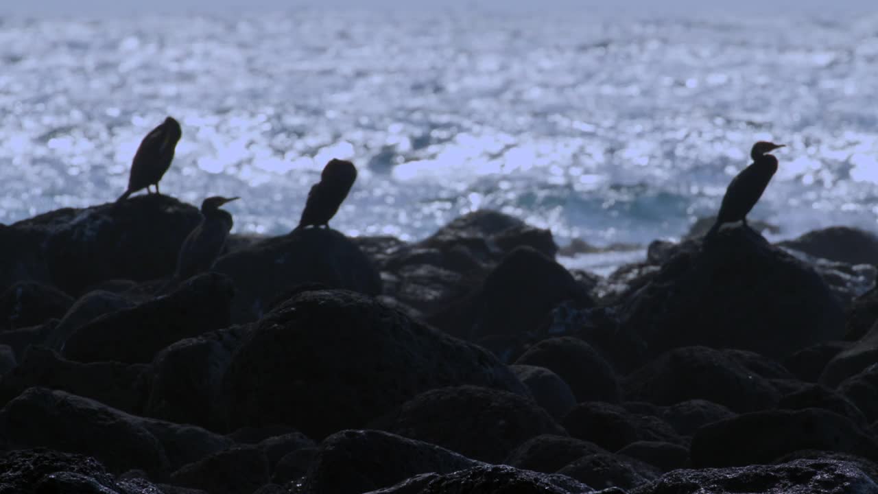 一群鸬鹚(Phalacrocorax)坐在岸边的岩石上/济州岛，韩国视频素材