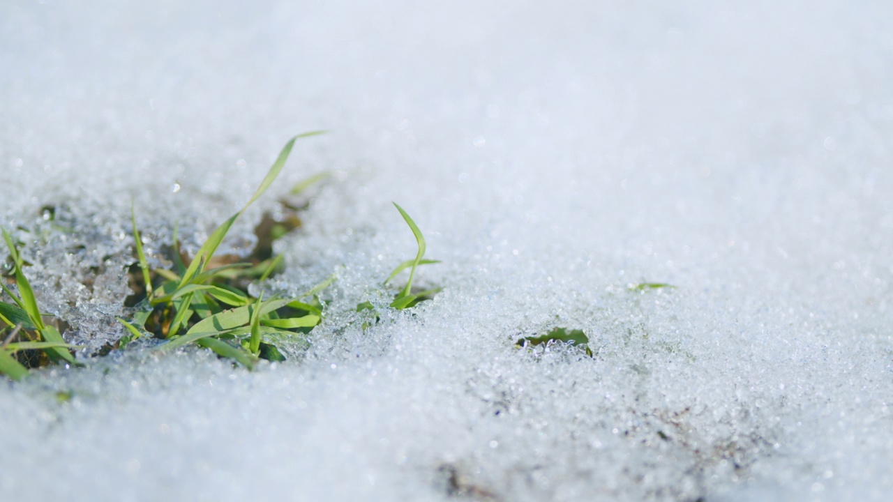 麦田里的雪在春天融化。绿草从白雪下探出头来。微距镜头视频素材