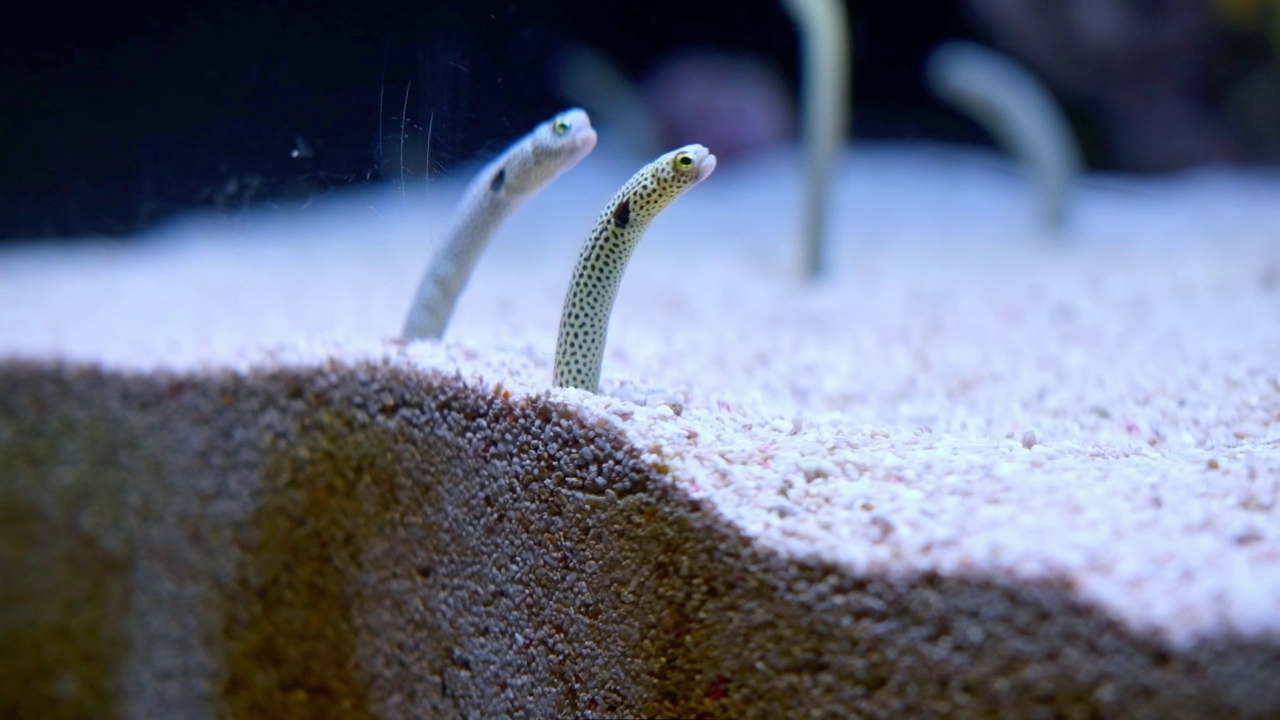 里斯本海洋馆的花斑花园鳗鱼或异质海鳗。视频素材