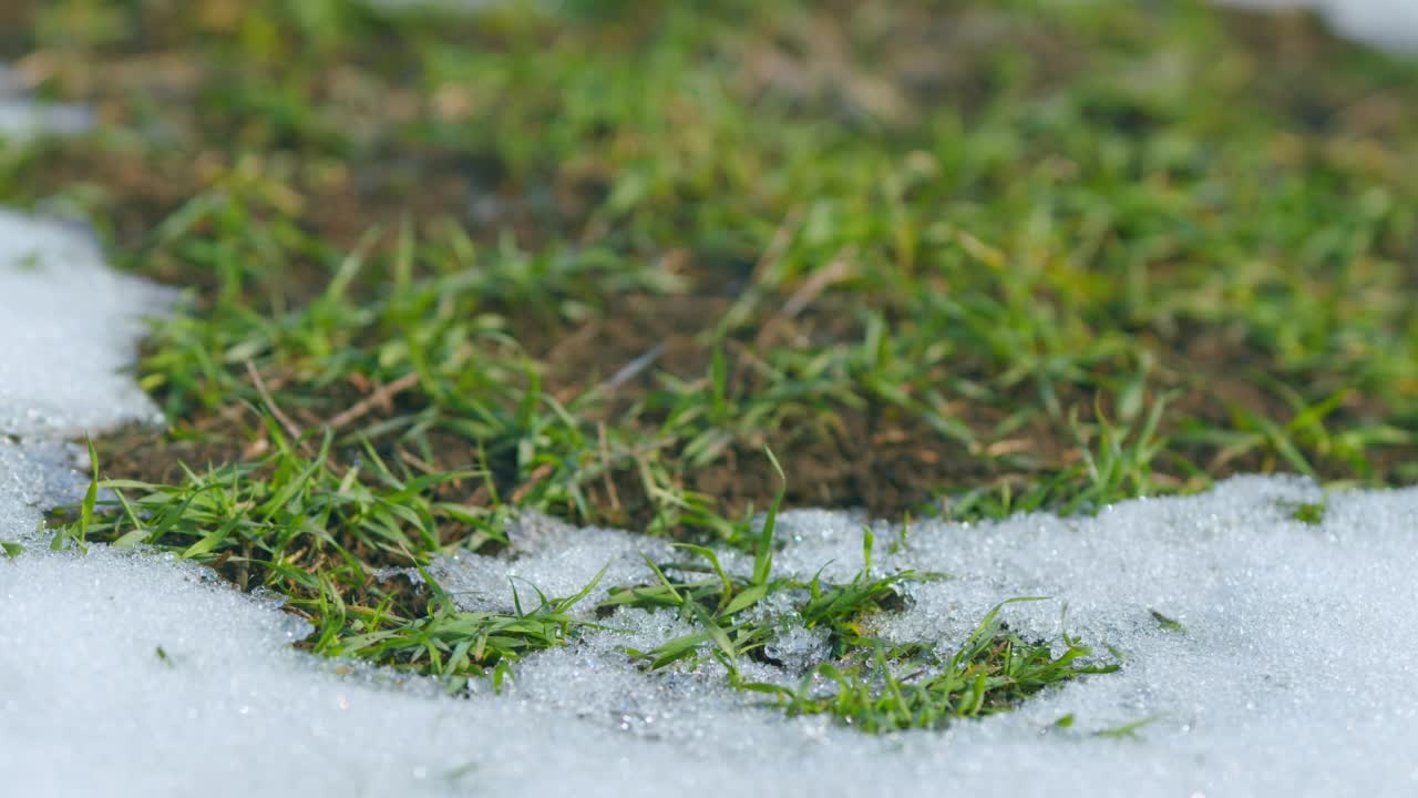 绿色植物生长在雪下。种植作物的概念。近距离视频素材