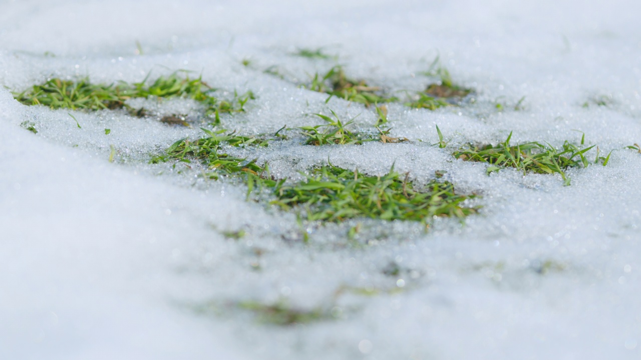 雪地下的冬小麦田。农业季节背景。架的焦点视频素材