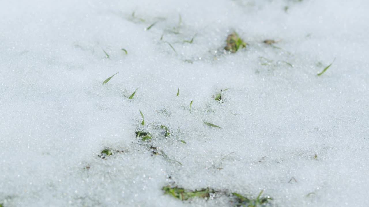 冬小麦。绿色的小麦生活方式在早春的田野上发芽。散景。时间流逝视频素材