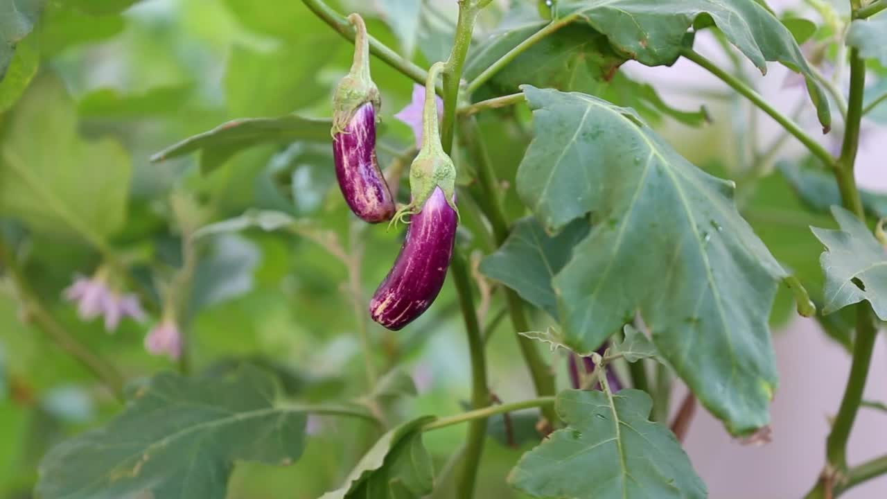 花园里生长的日本茄子视频素材