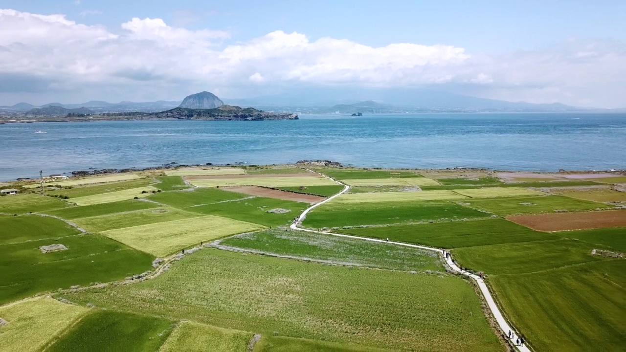 韩国济州岛加帕岛的青稞田视频素材